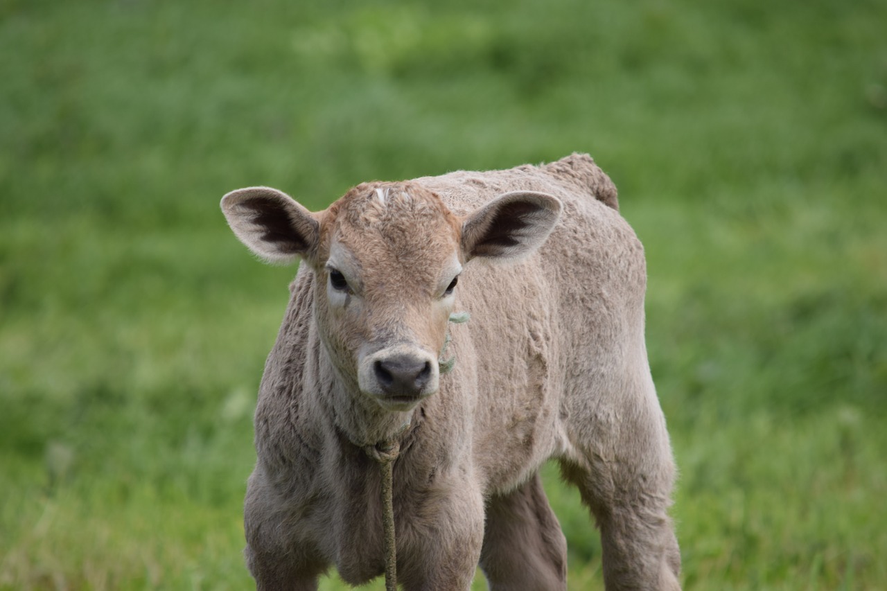 calf cow cattle free photo