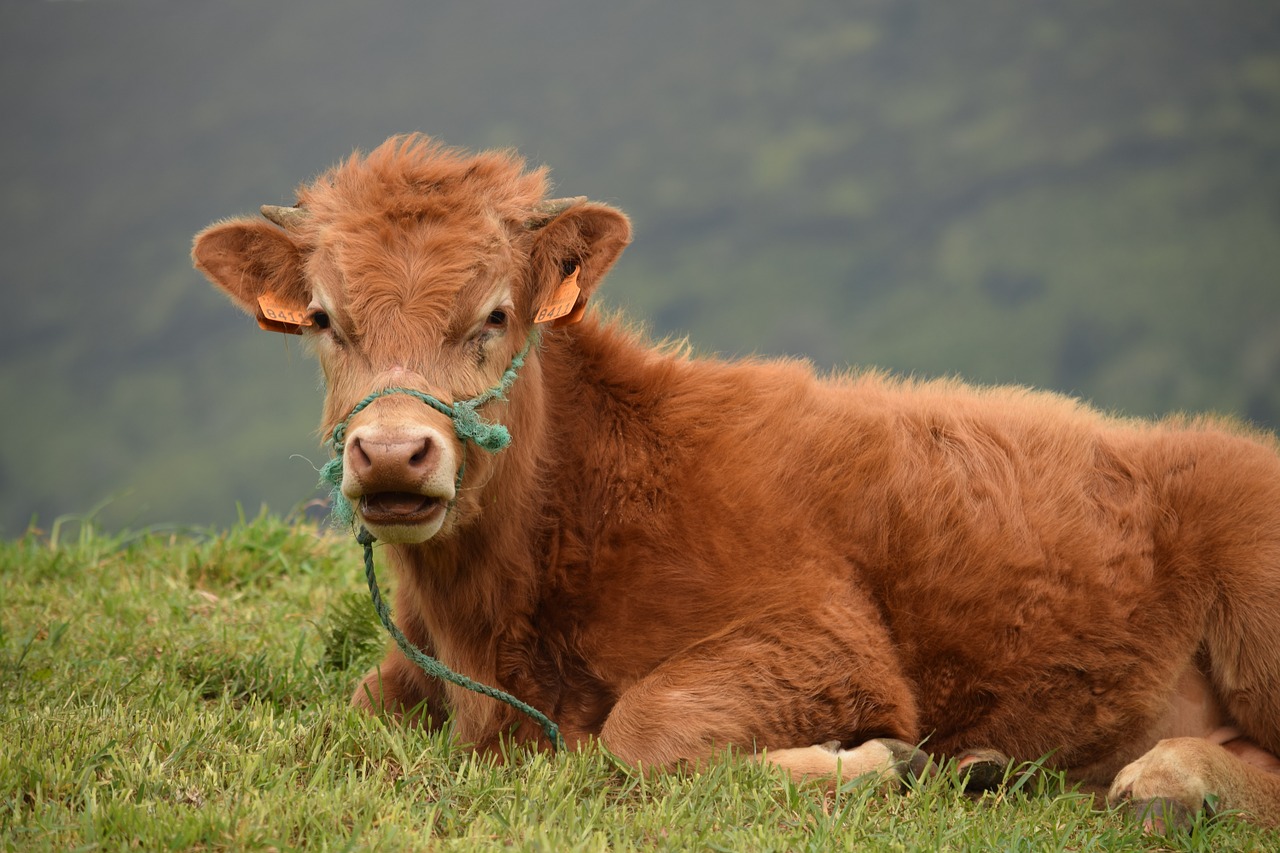 calf cow bull free photo