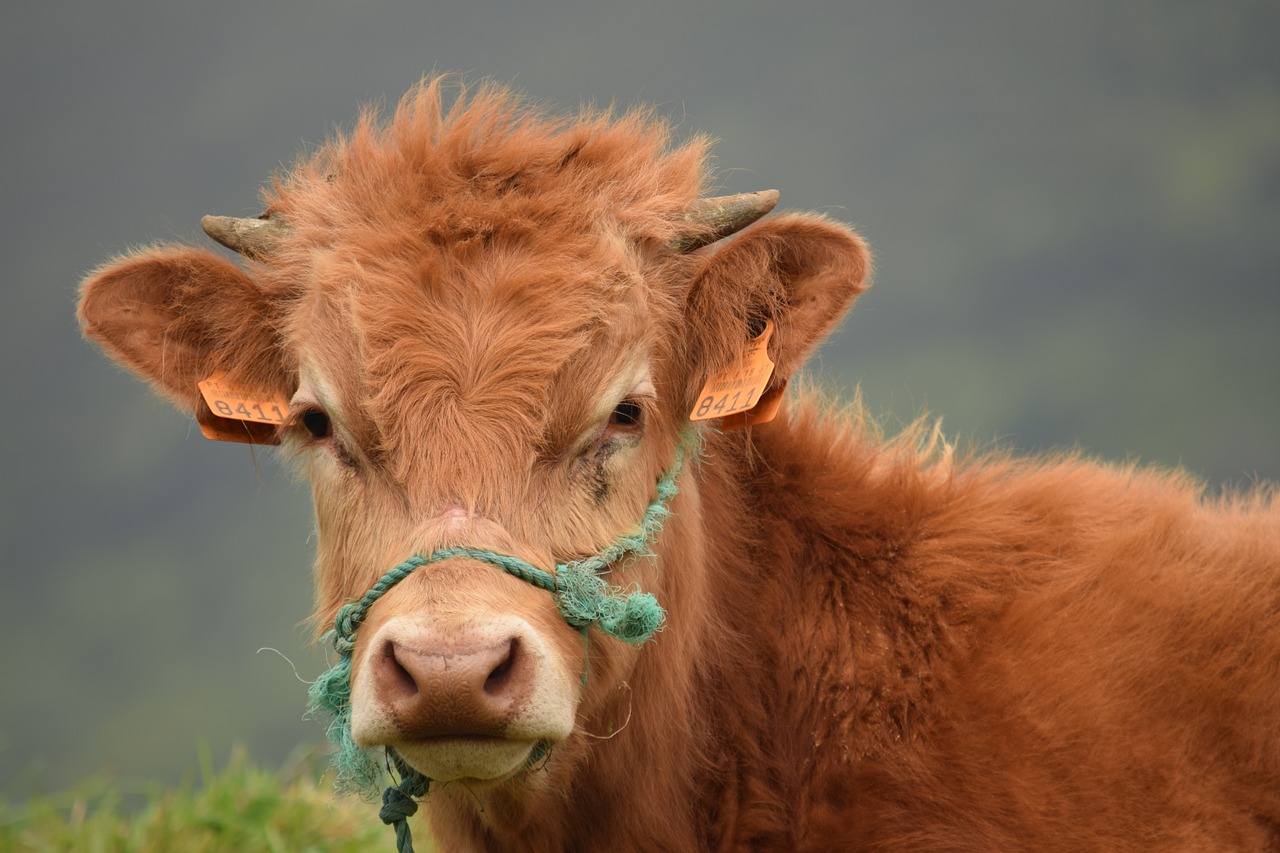 calf bull livestock free photo