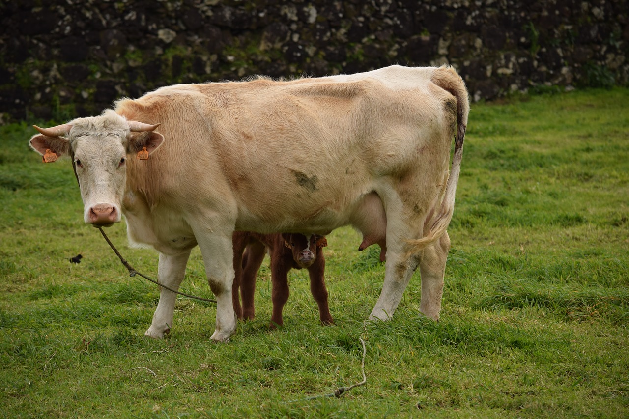 calf mother cow free photo