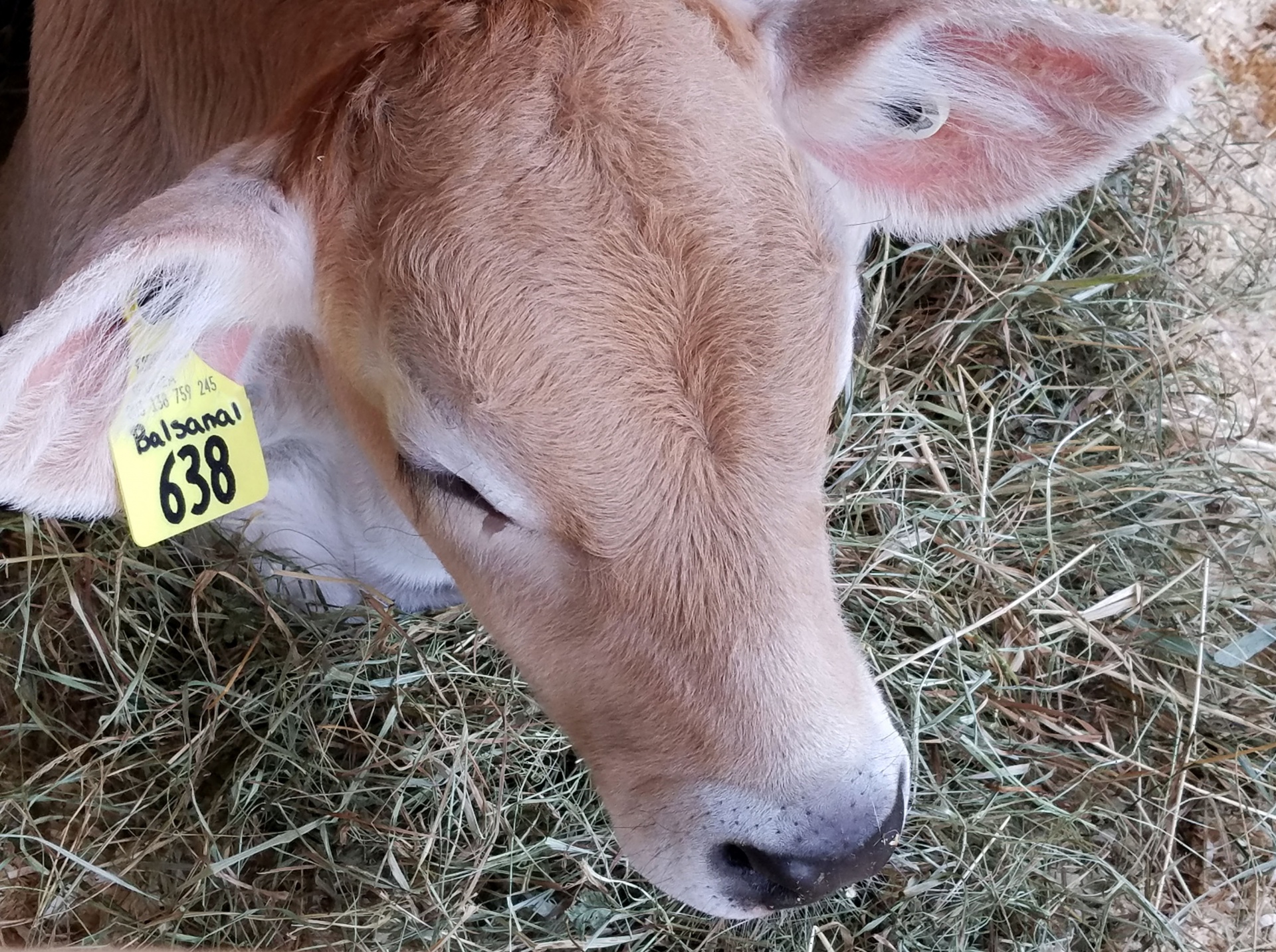 calf baby cow free photo