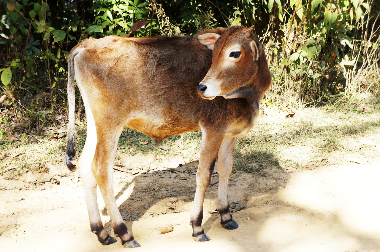 calf cattle young animal free photo