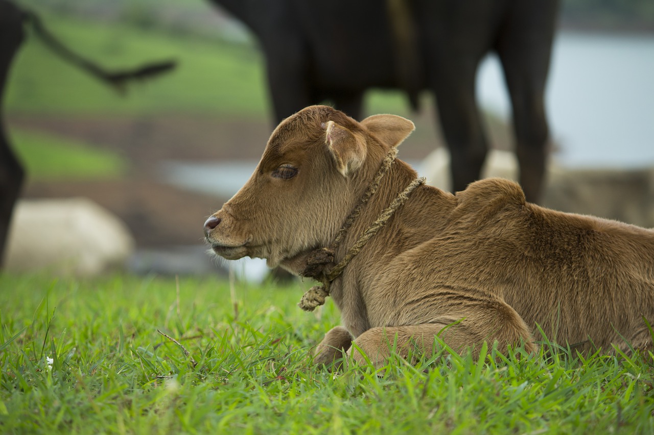 baby farm calf free photo