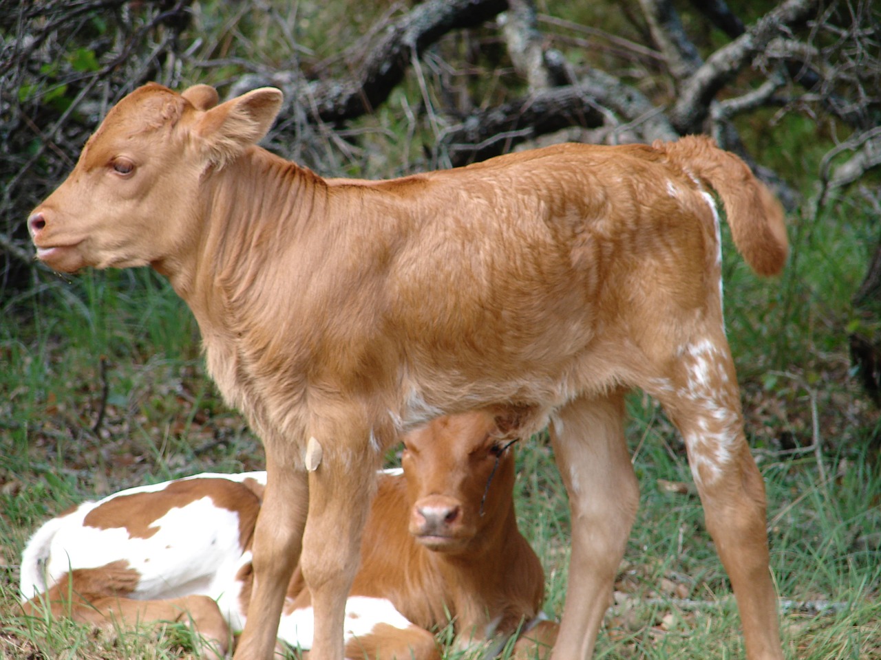 calf baby cow free photo