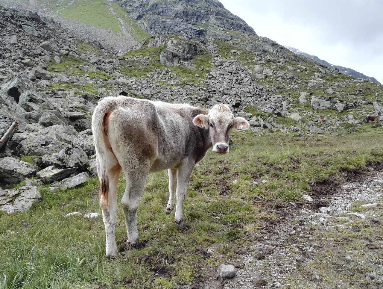 calf cow pasture free photo