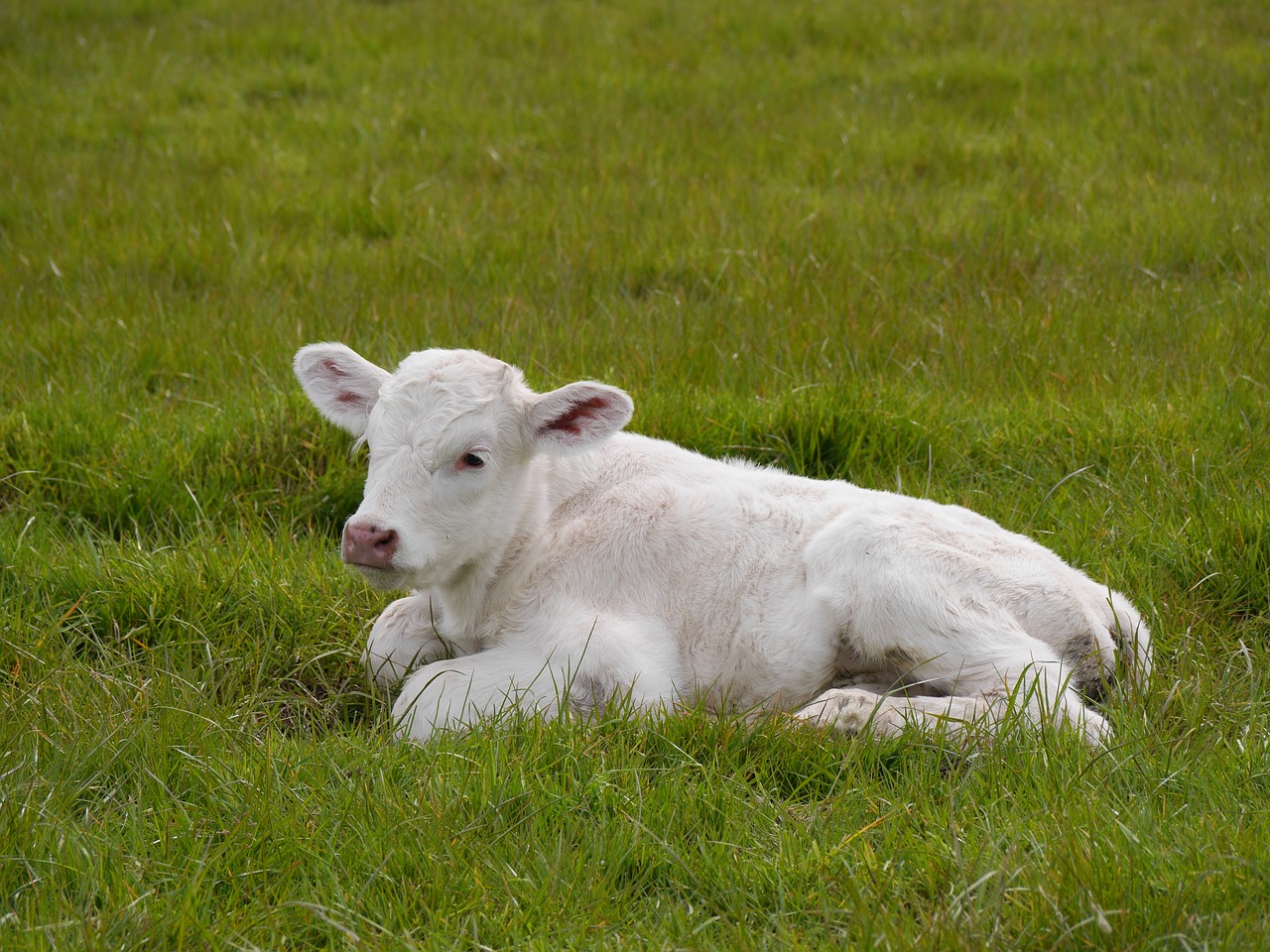 calf field farm free photo