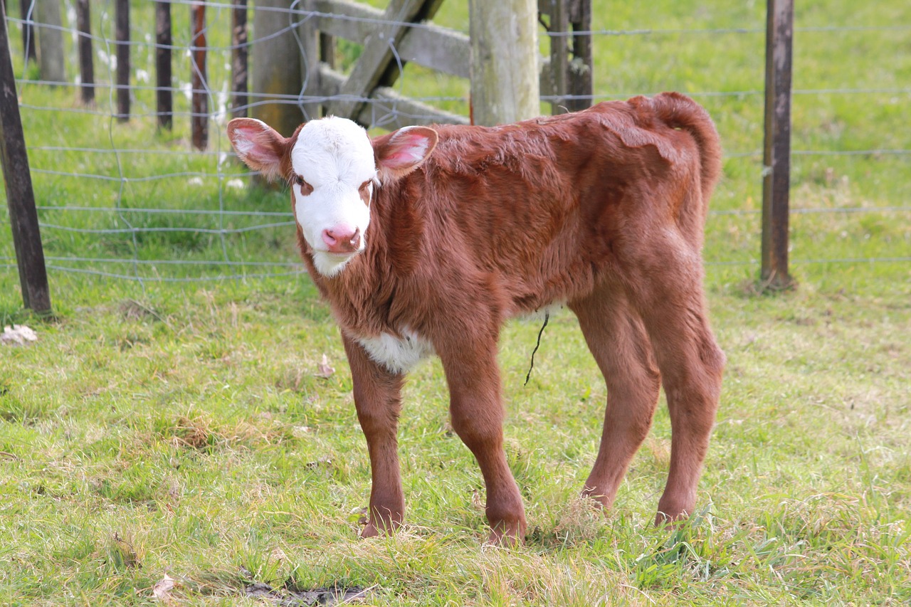 calf farm cattle free photo