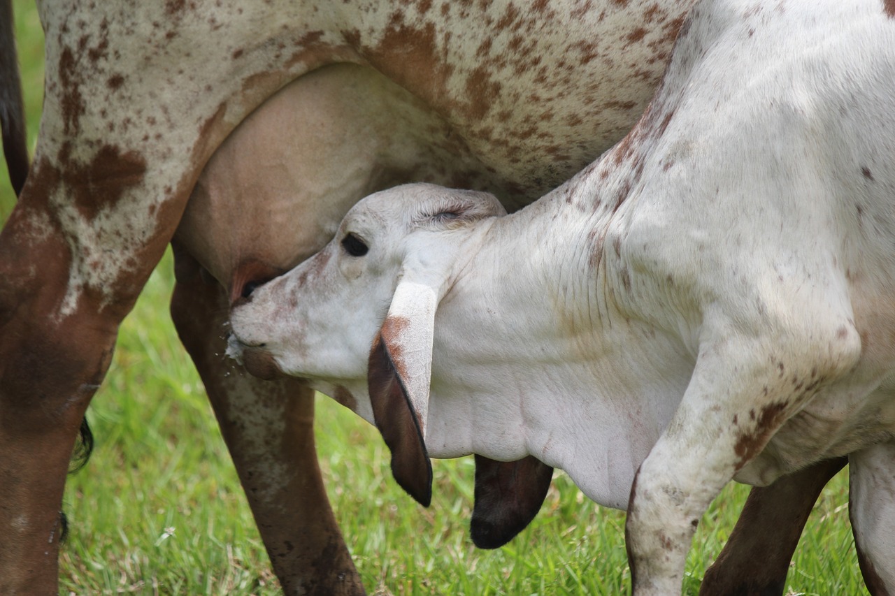 calf milk udder free photo