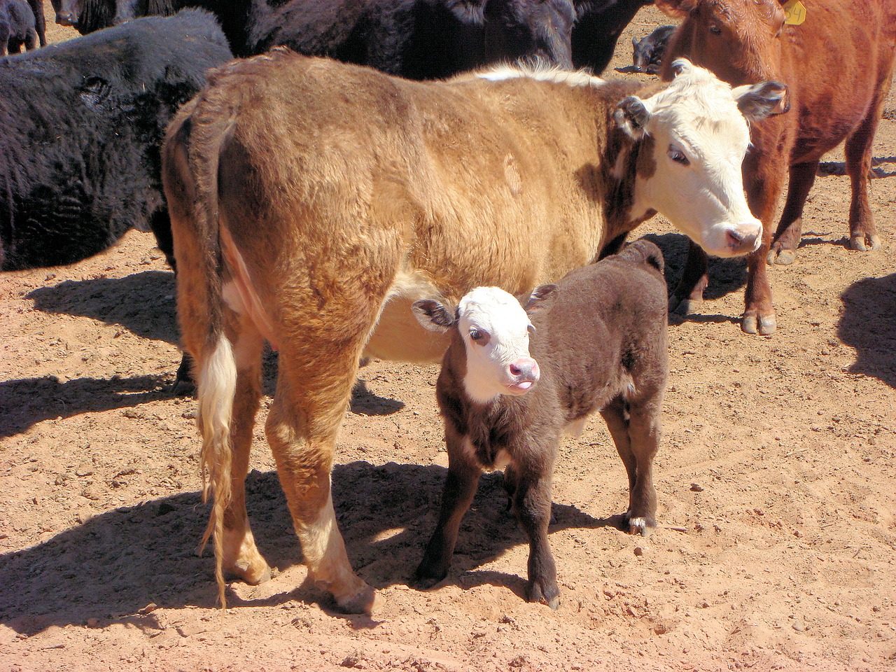 calf cow little calf free photo