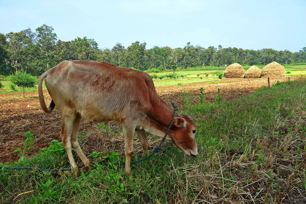 calf grazing paddy harvest free photo
