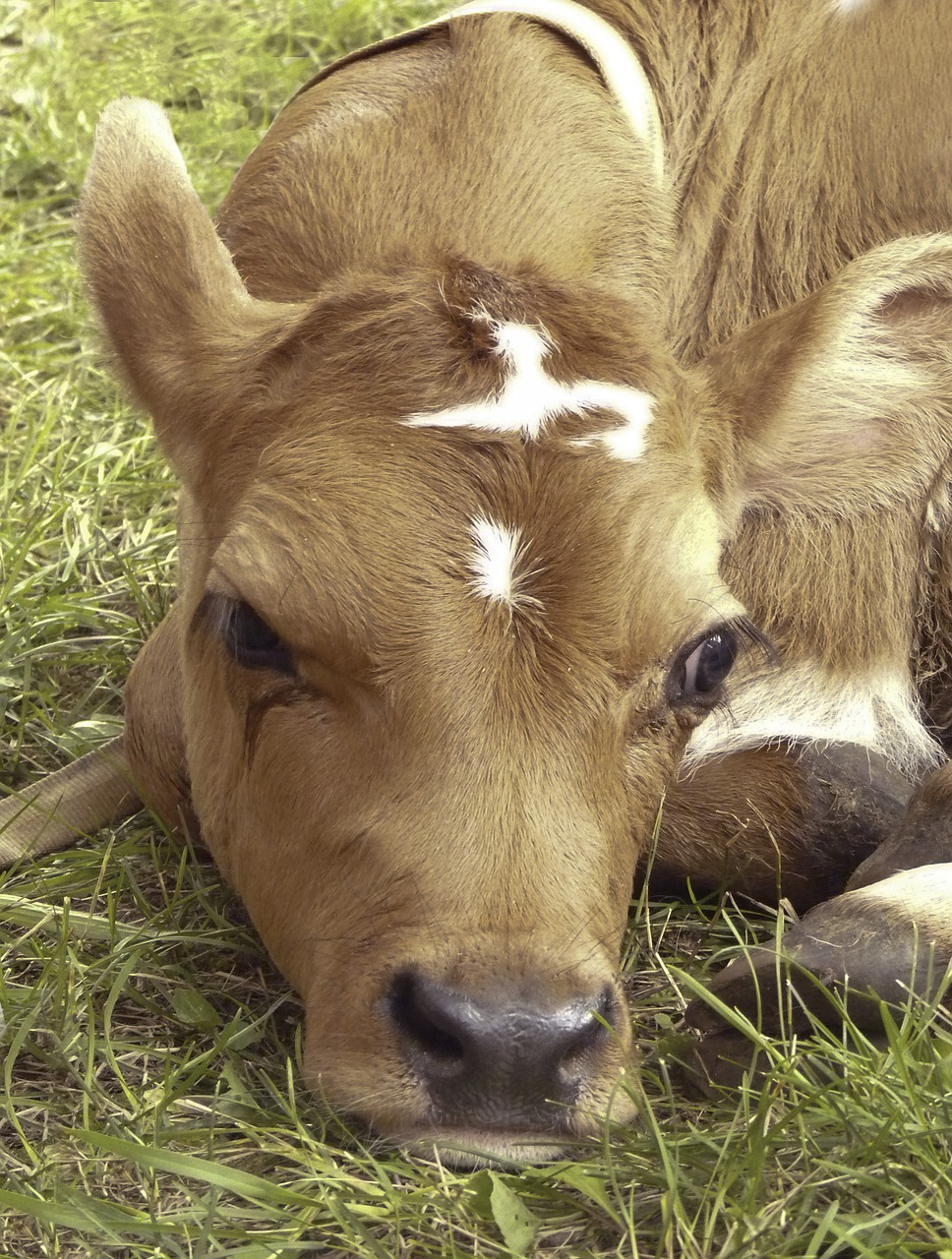calf farm animal farm free photo