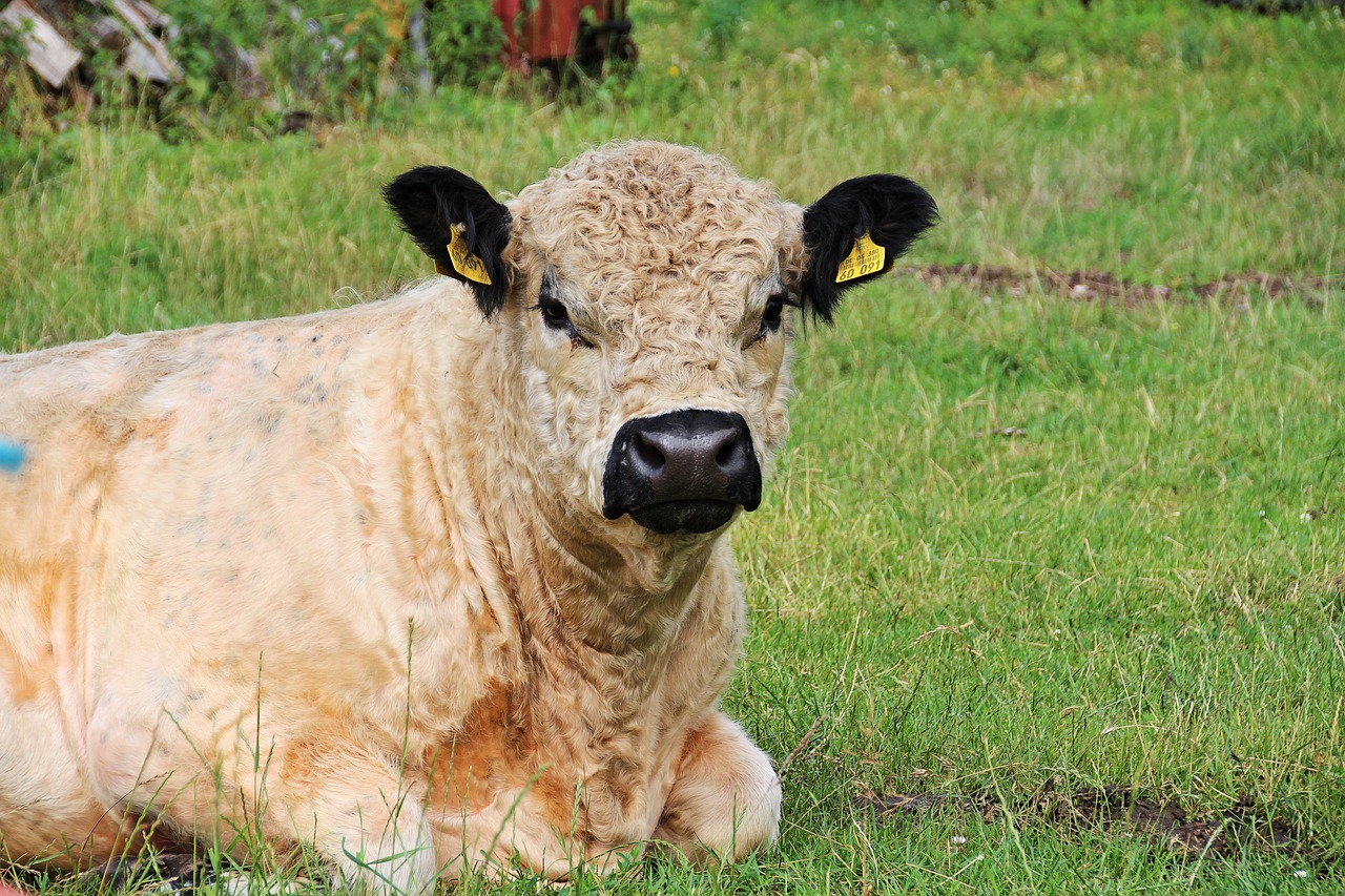 calf animal child country life free photo