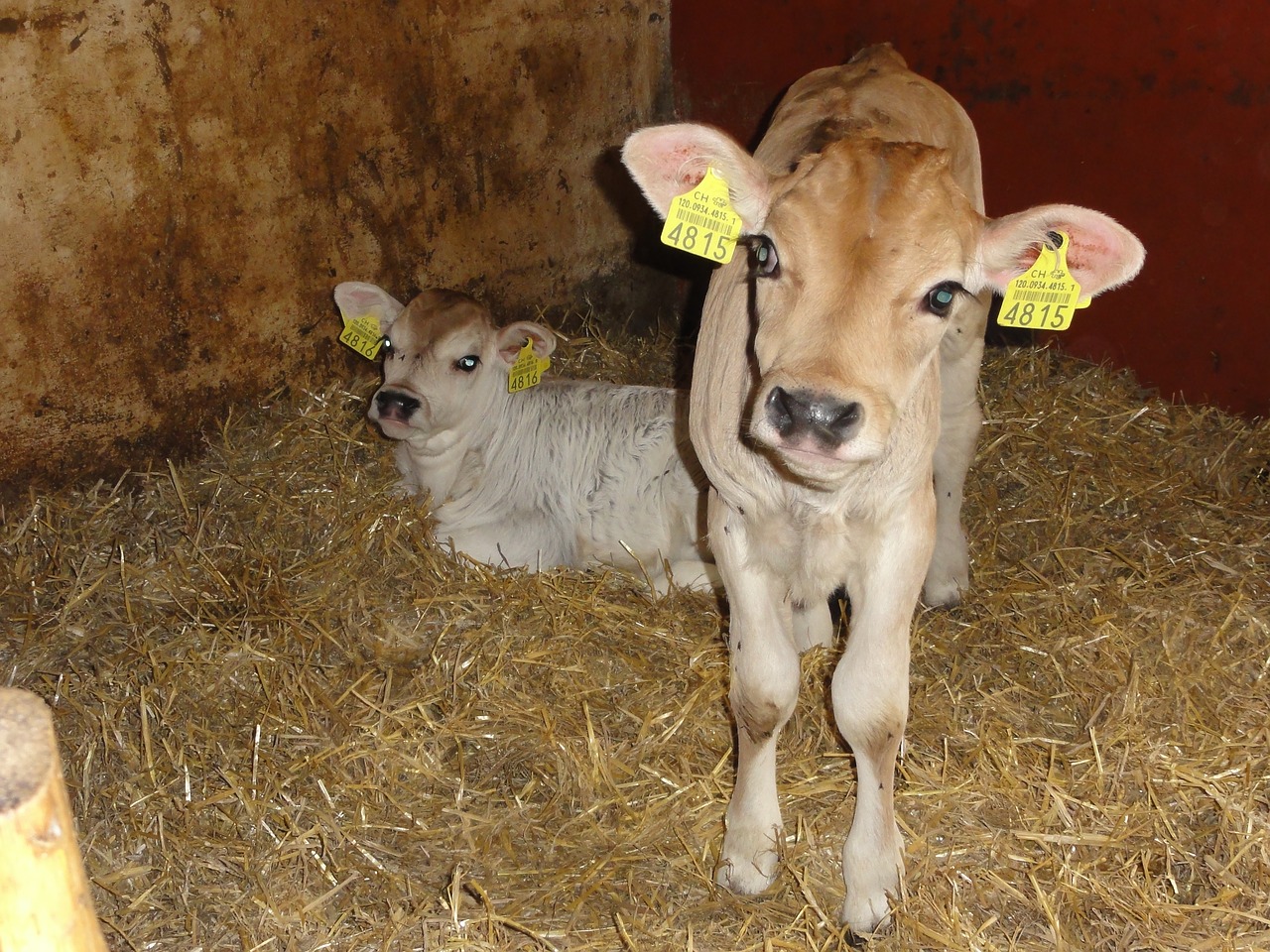calf stall switzerland free photo