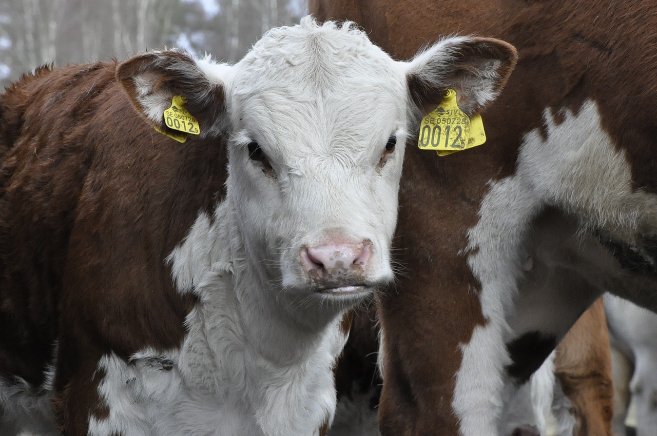 calf bovine ko free photo