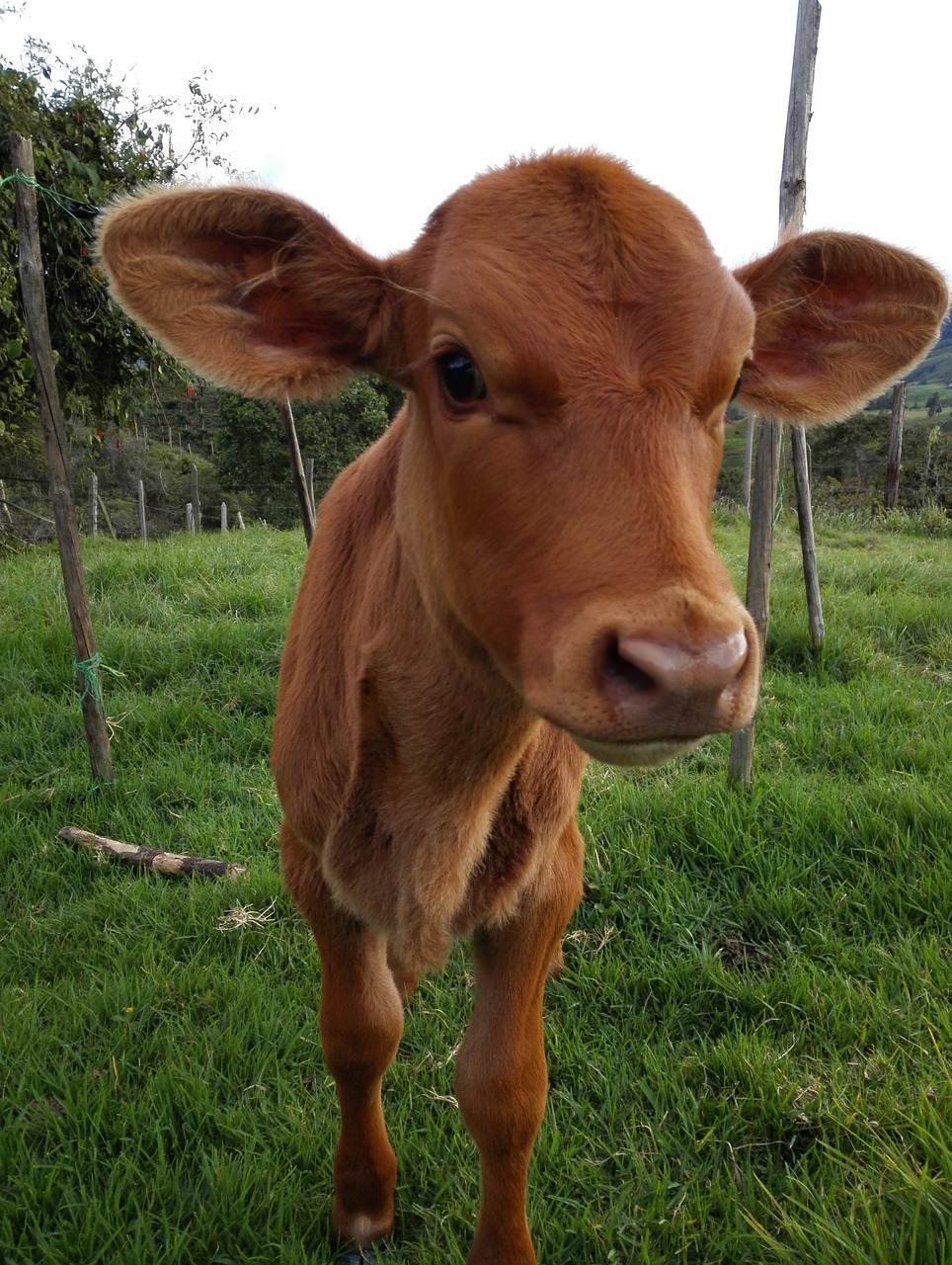 calf cow livestock free photo