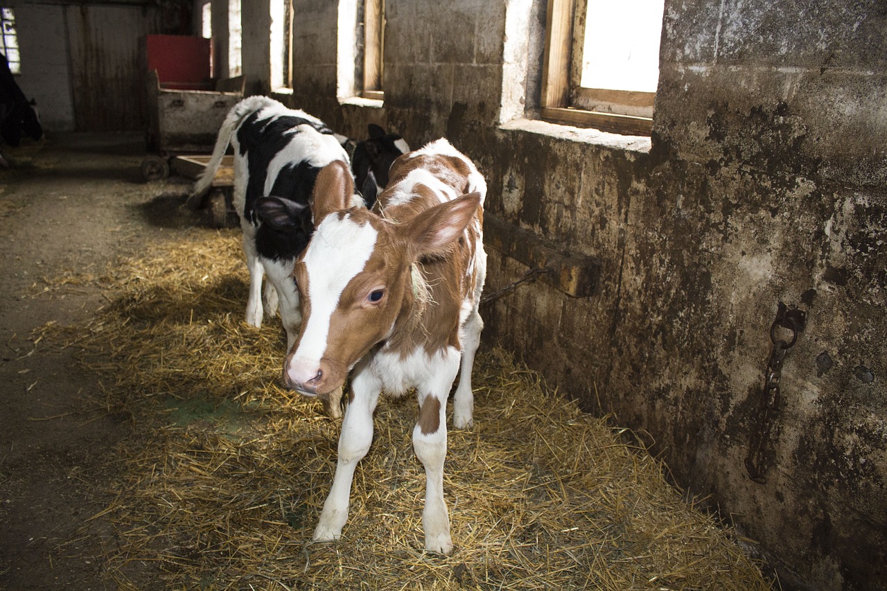 calf calves old barn free photo