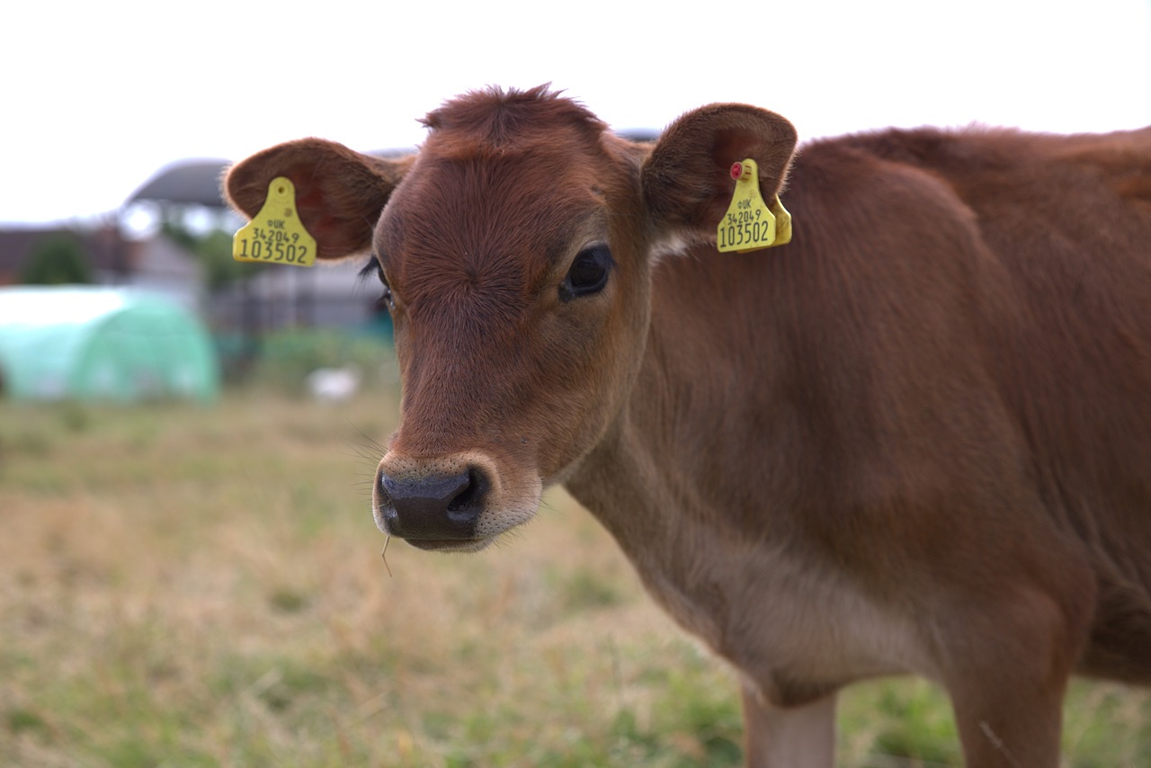 calf cow farm free photo