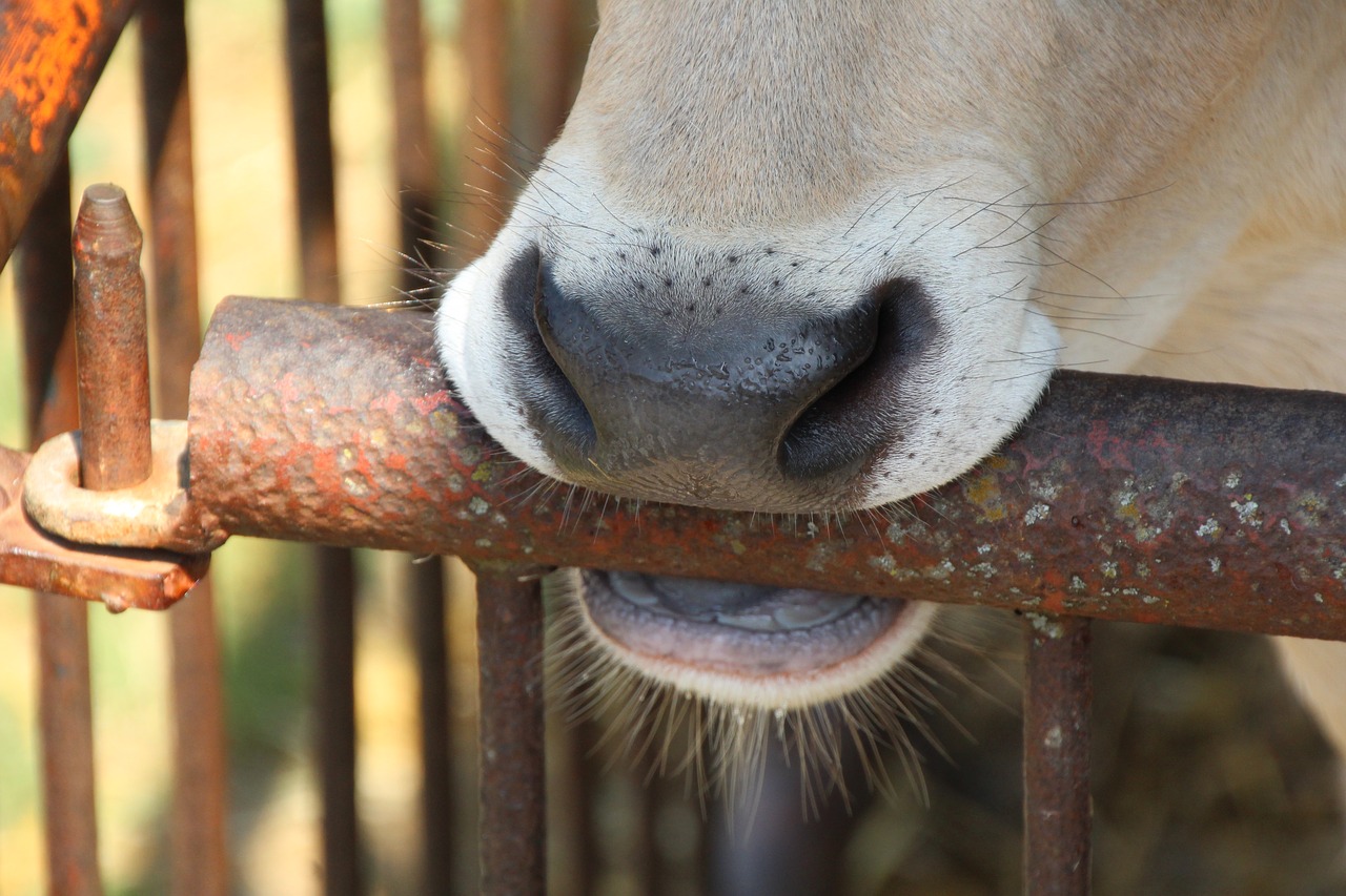 calf nose fence free photo