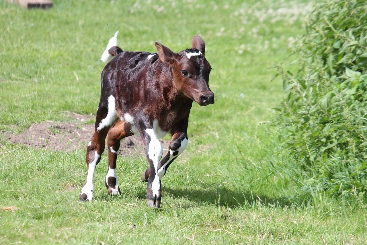 calf animal cattle free photo