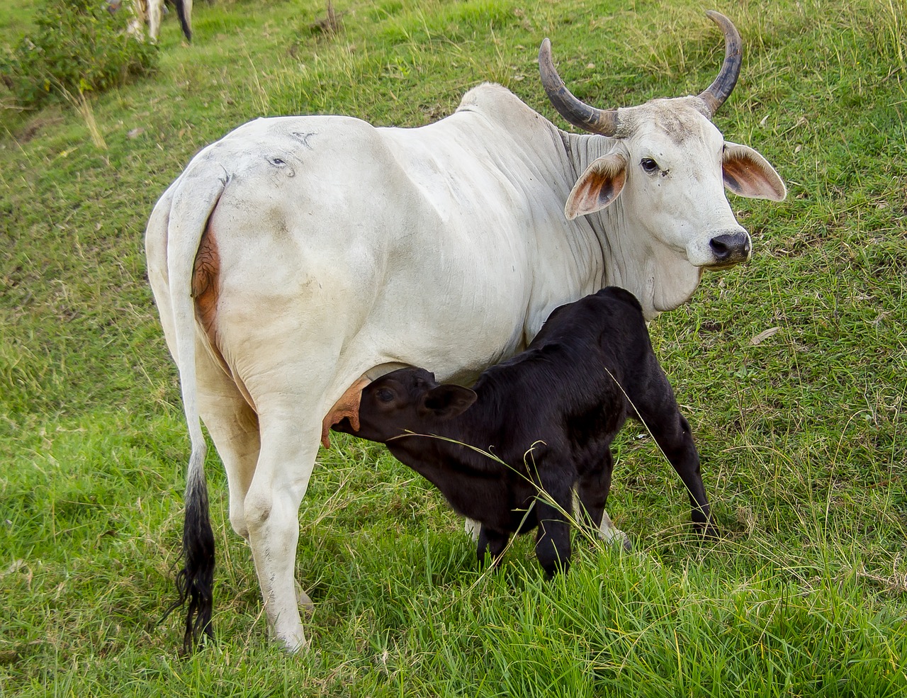 calf cow cattle free photo