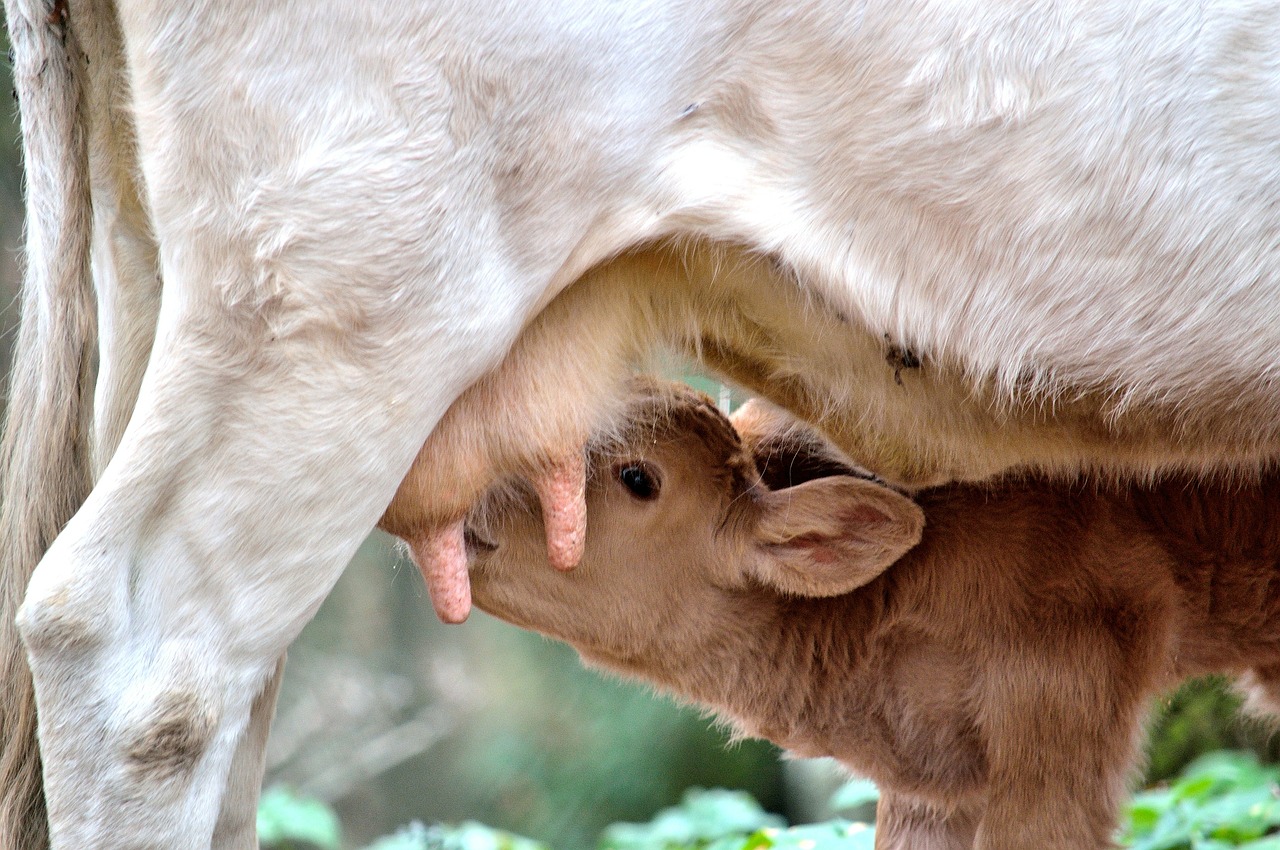 calf cow mom free photo