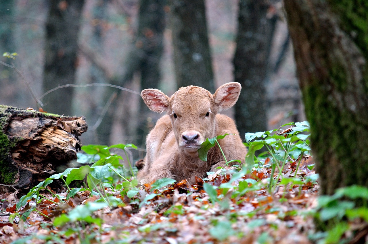 calf animal small free photo