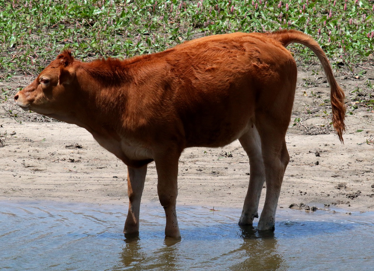 calf red manzanares spain free photo