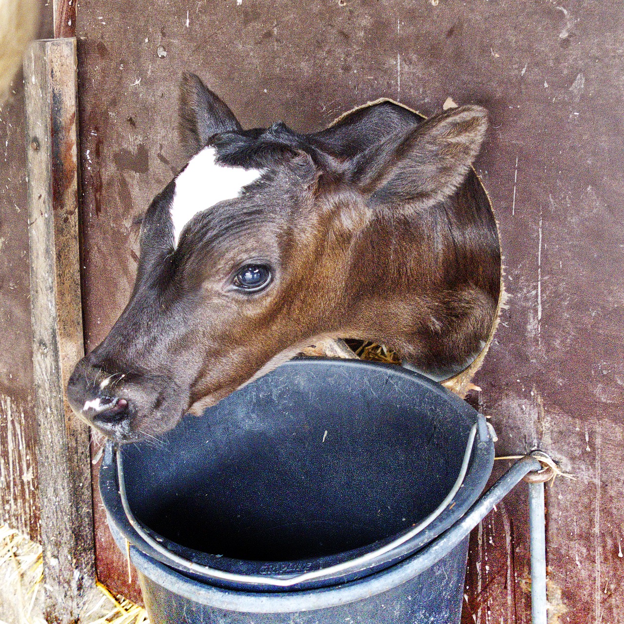 calf kälberbox beef free photo
