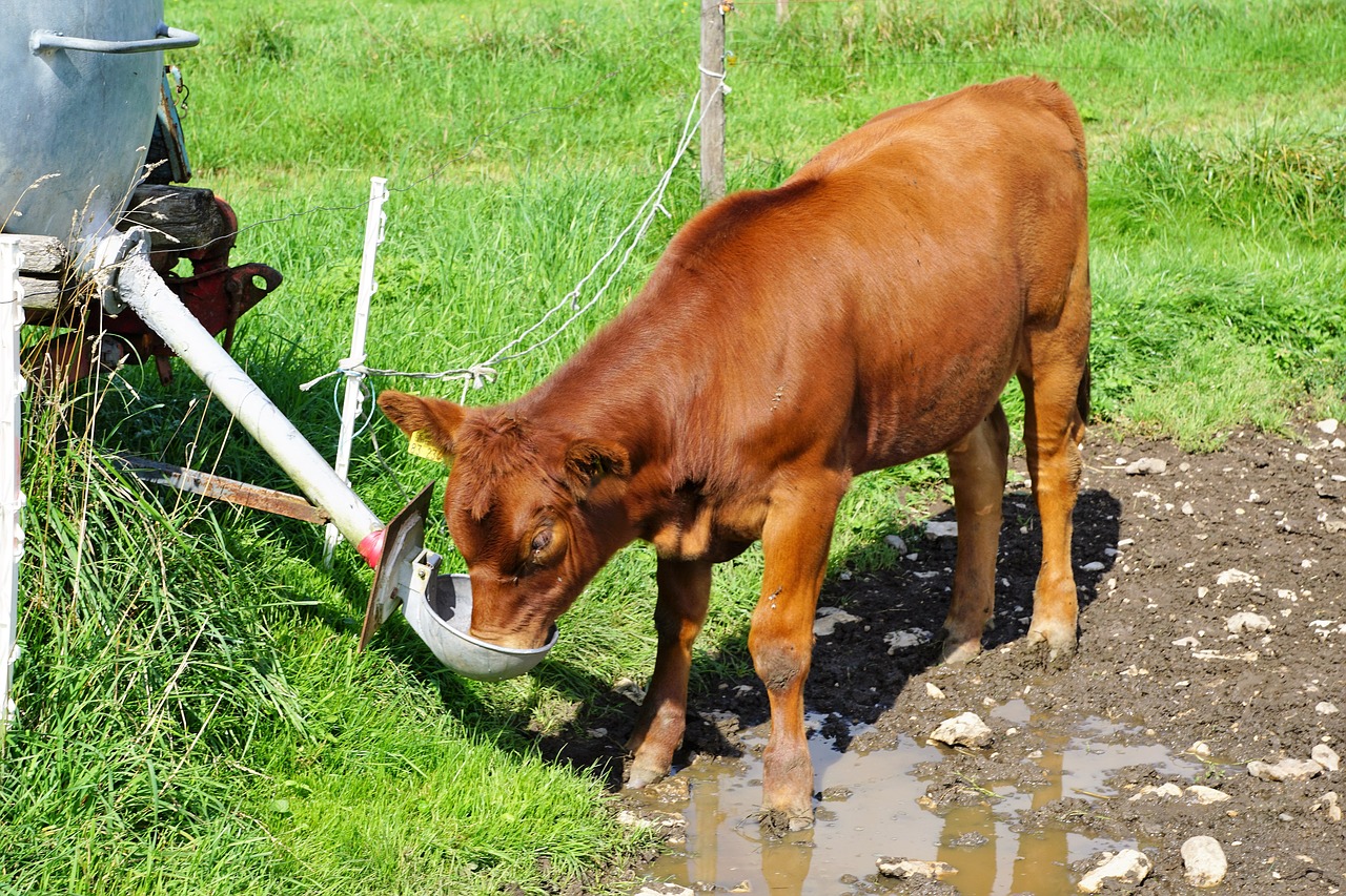 calf cow young free photo