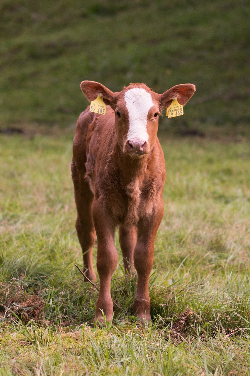 calf pasture cows free photo