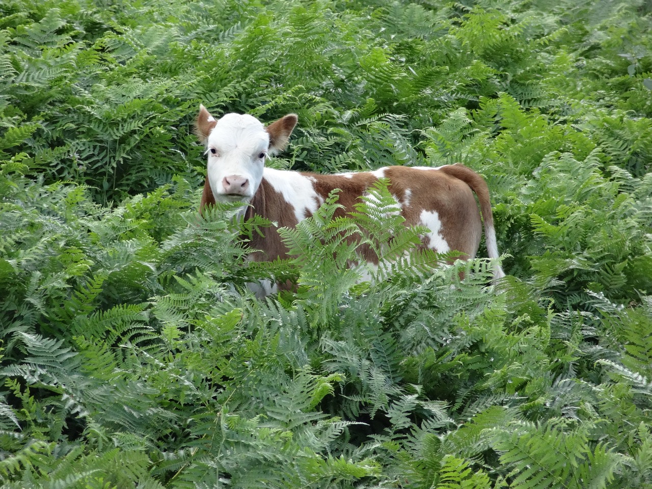 Animal greens. Зеленый теленок картинки. Теленок в зеленой кофте. Animal Greens описание.