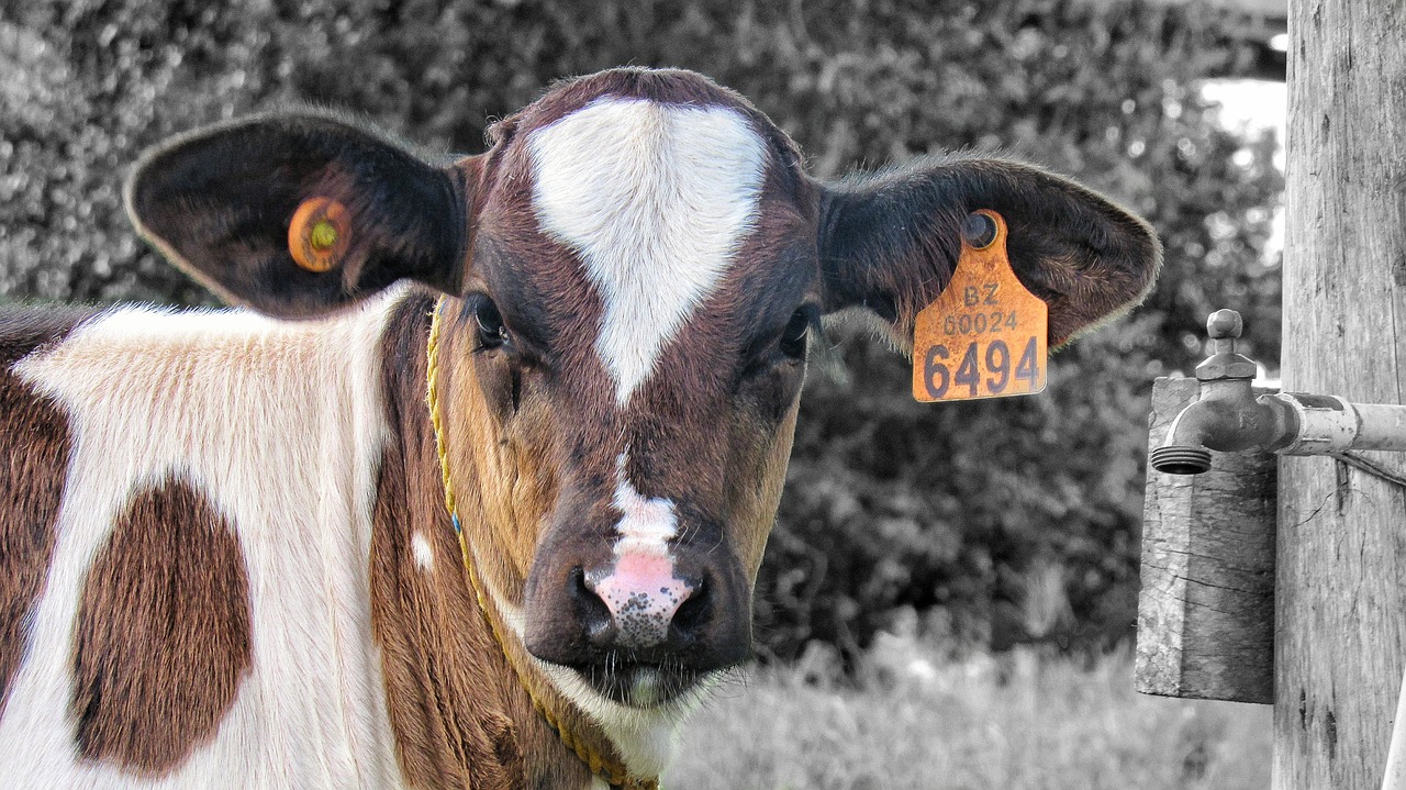 calf animal farm free photo