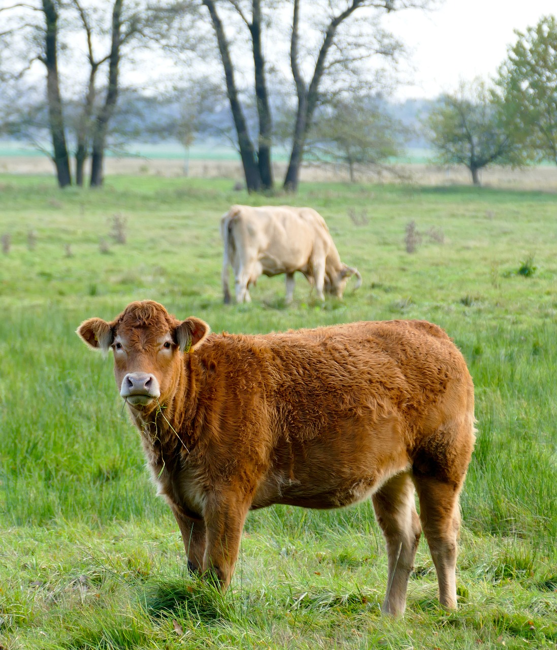 calf cow cows free photo