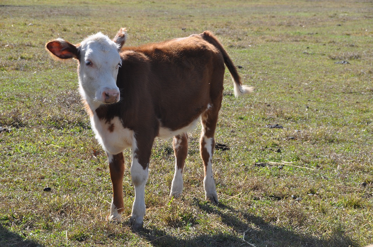 calf cow farm free photo