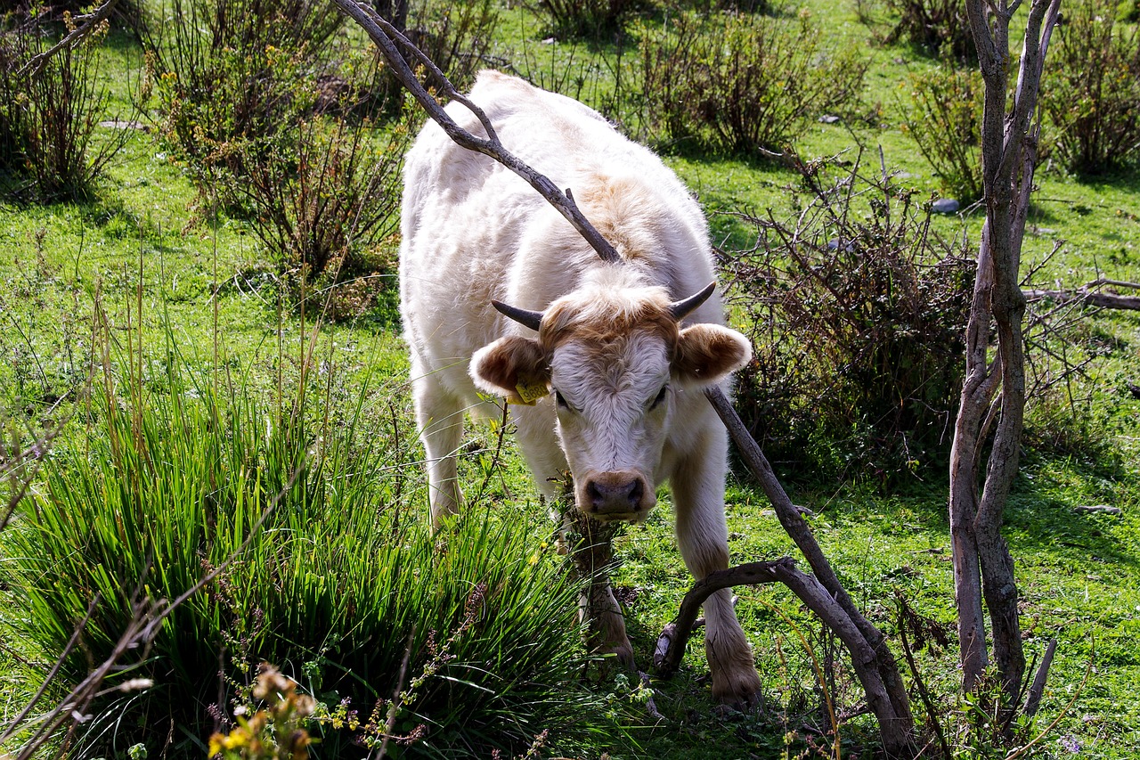 calf cow white free photo