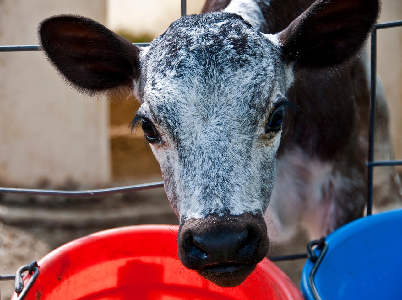 calf dairy farm free photo
