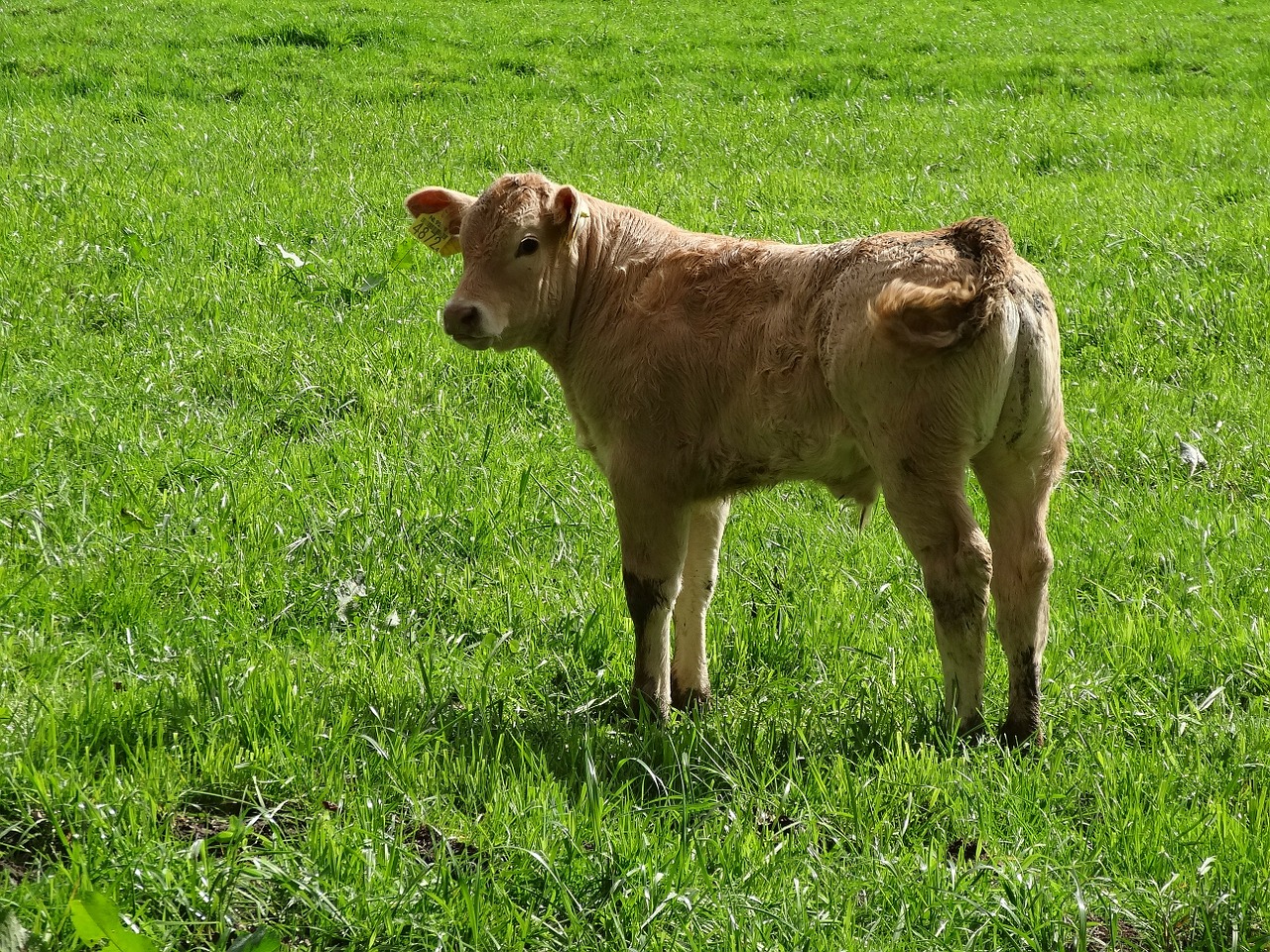 calf little calf meadow free photo