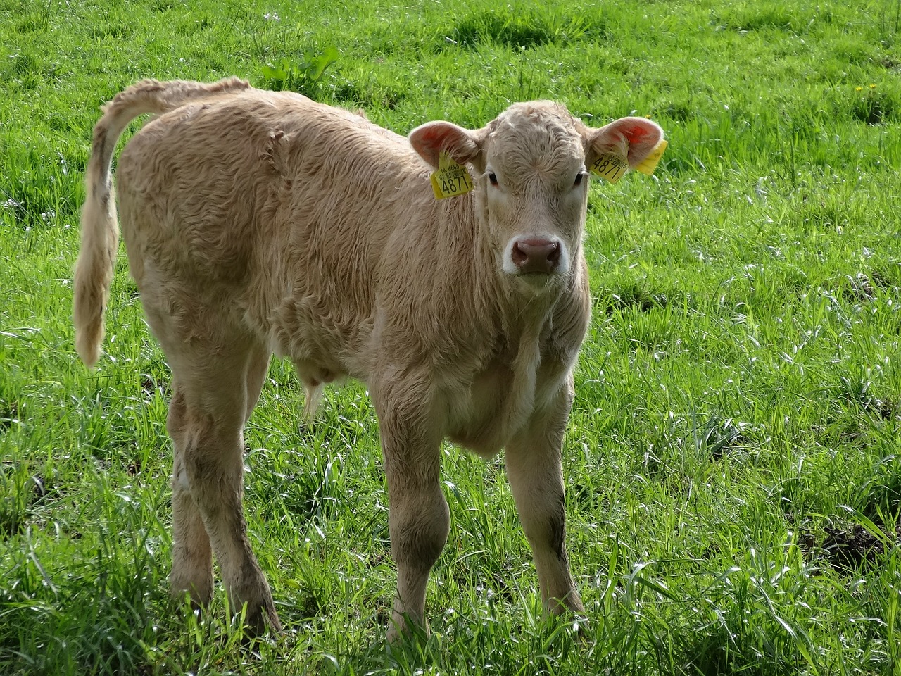 calf little calf meadow free photo