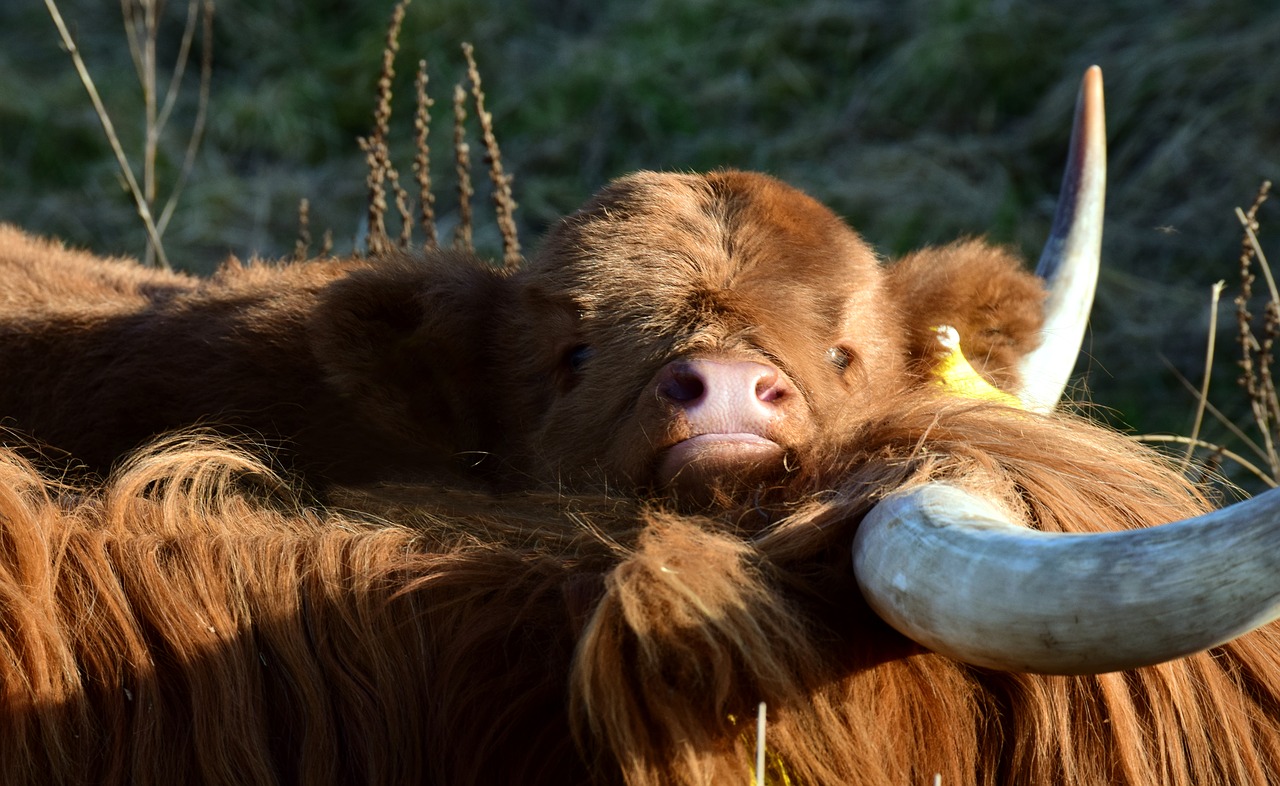 calf  cow  galloway free photo