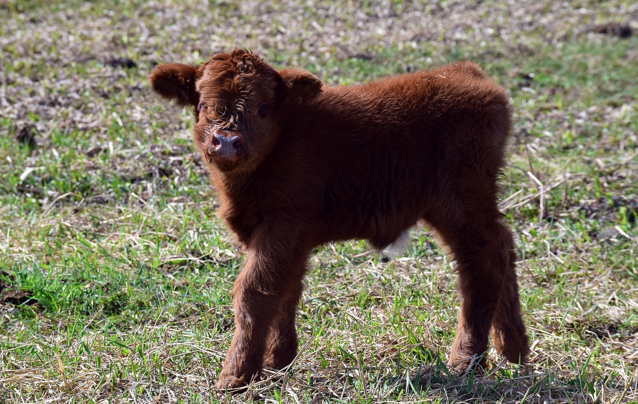 calf  brown  small free photo