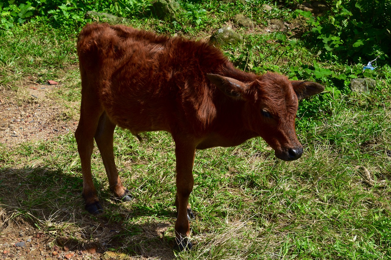 calf  agriculture  farm free photo