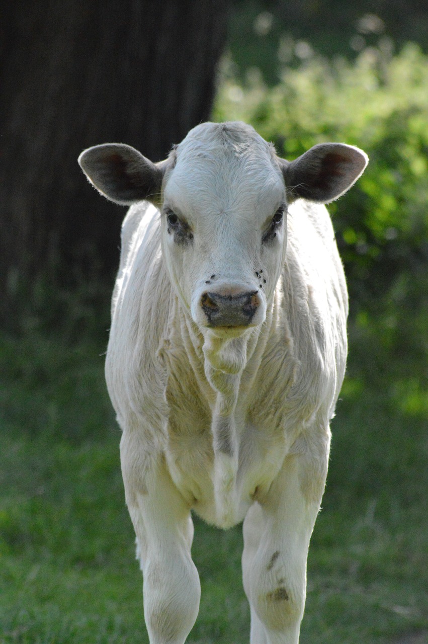 calf  cow  field free photo
