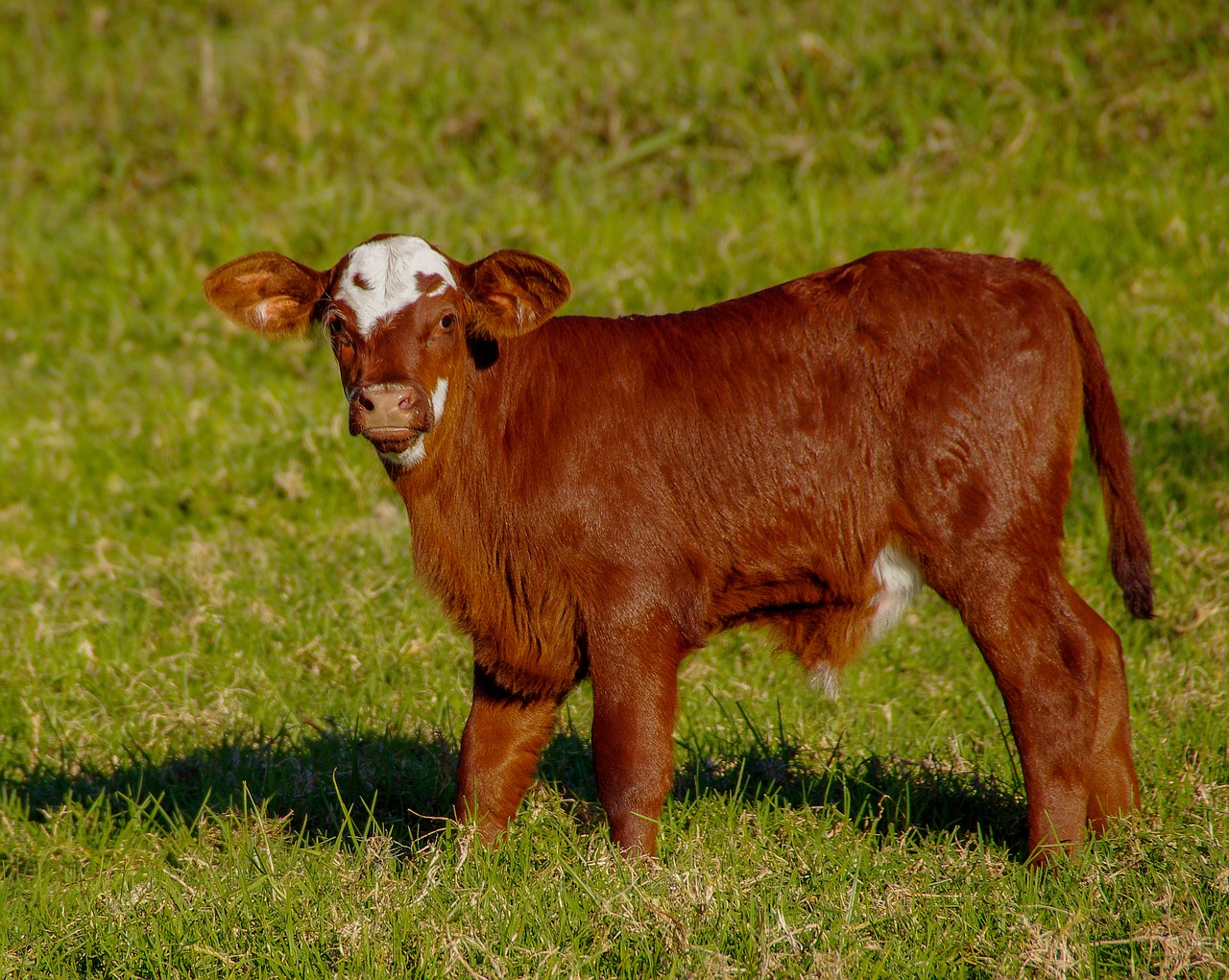 calf  cattle  stock free photo