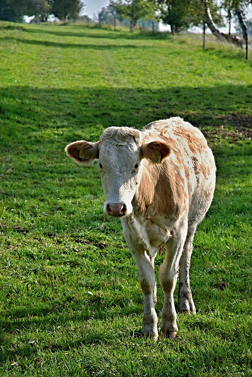 calf cow pasture free photo