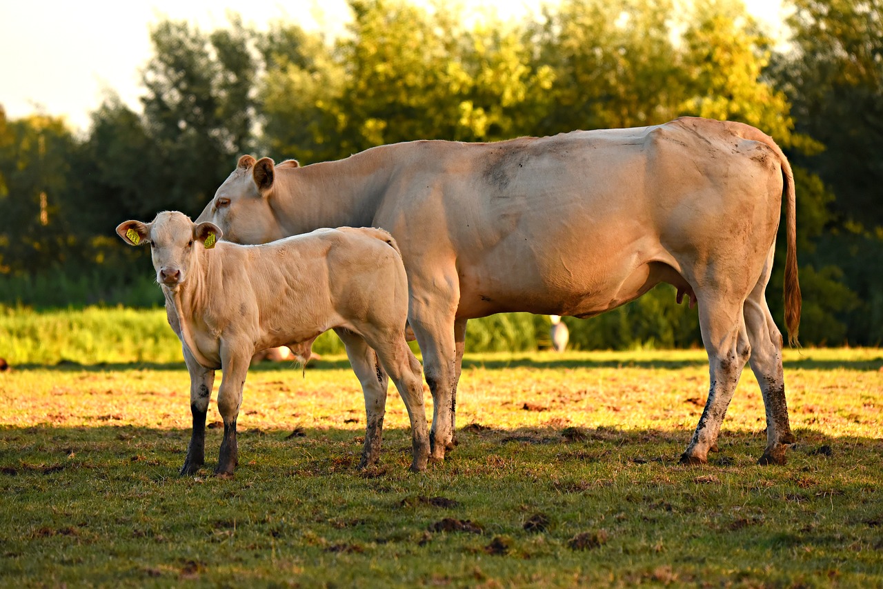 calf  cow  cattle free photo