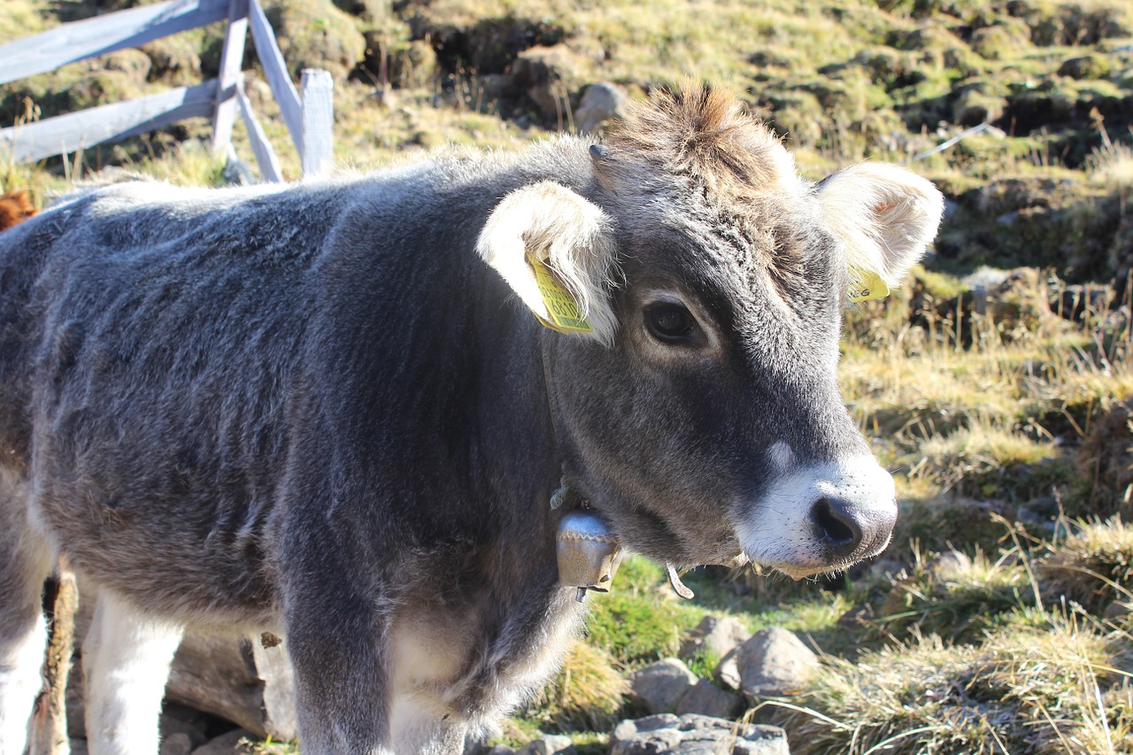 calf cow beef free photo