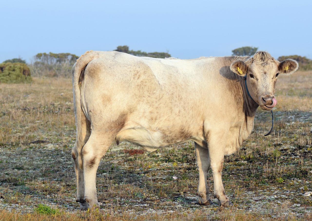 calf  cattle  bovine free photo