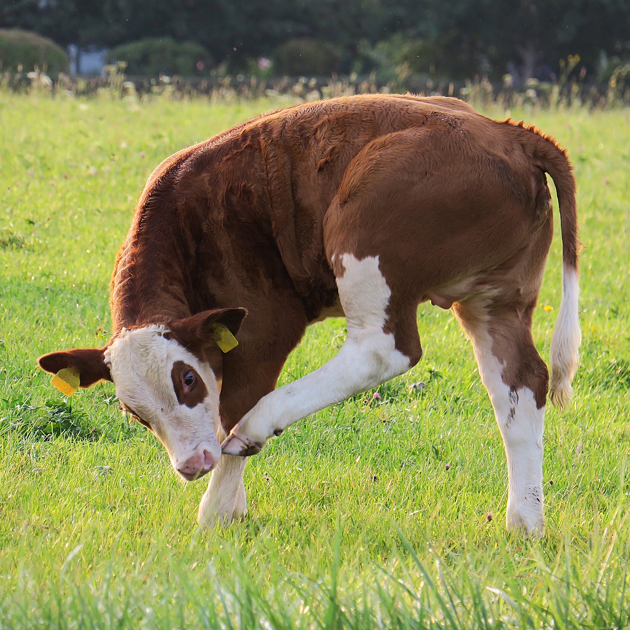 calf  beef  pasture free photo