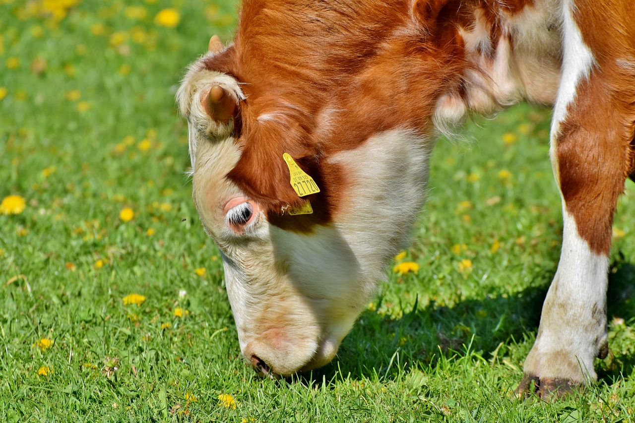 calf  cow  beef free photo