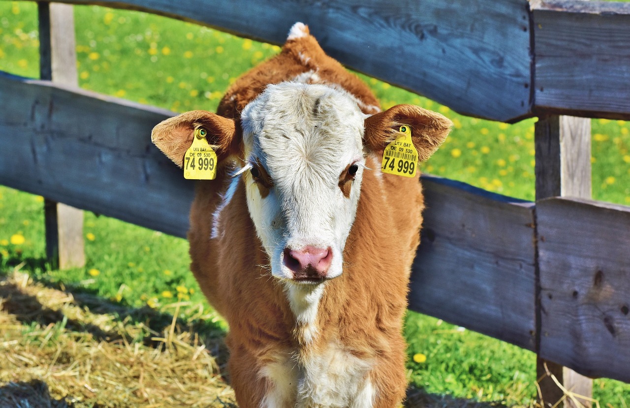 calf  cow  beef free photo